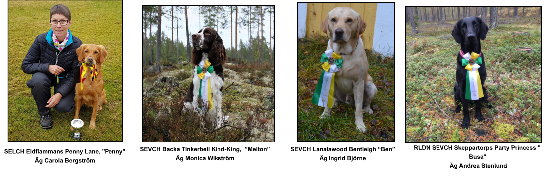 RLDN SEVCH Skeppartorps Party Princess " Busa" Äg Andrea Stenlund   SEVCH Lanatawood Bentleigh “Ben” Äg Ingrid Björne   SEVCH Backa Tinkerbell Kind-King,  ”Melton” Äg Monica Wikström      SELCH Eldflammans Penny Lane, "Penny"      Äg Carola Bergström